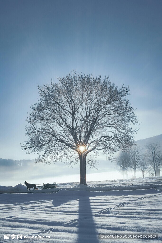 冬日孤树 雪地中的静谧景象
