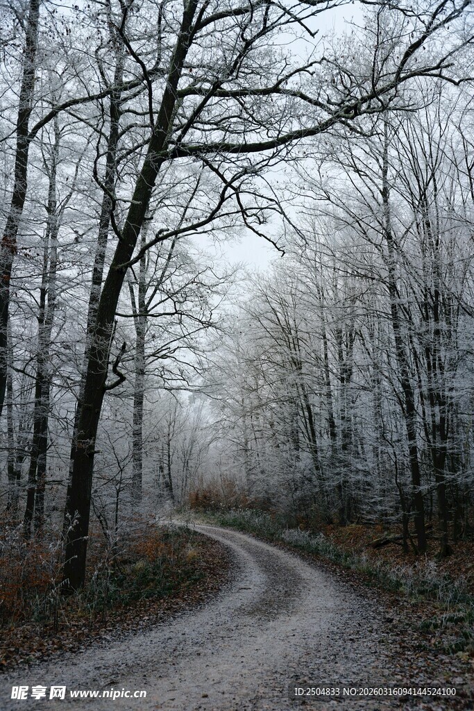 雾中蜿蜒的林间小路