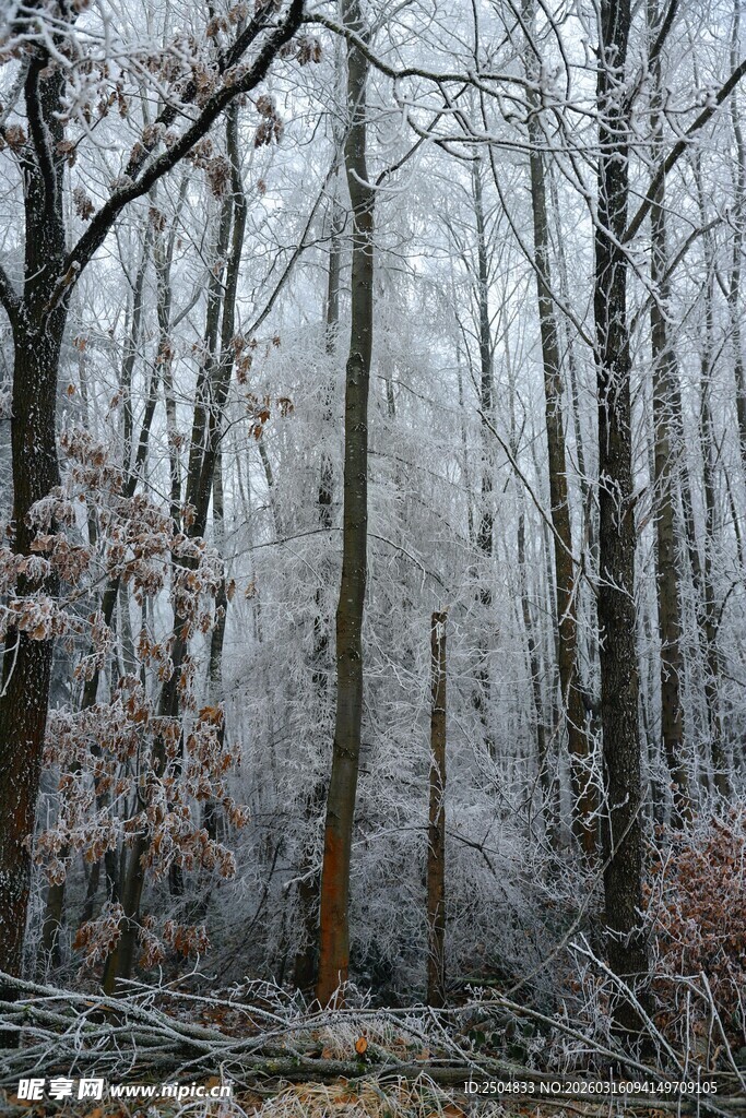 冬日雾凇覆盖的静谧树林