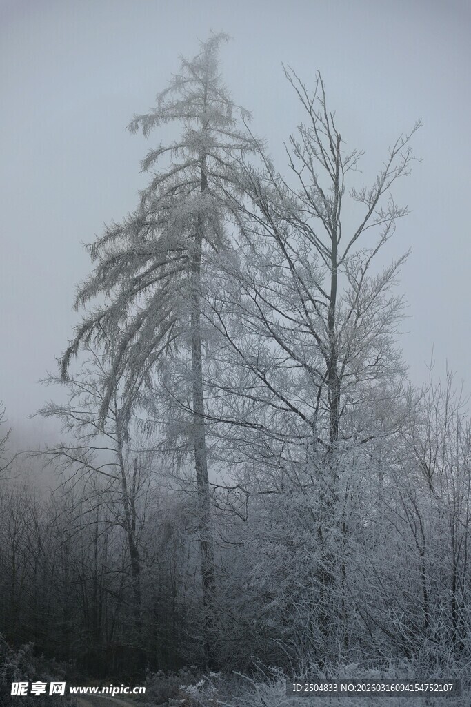 雪覆树木的冬日景致