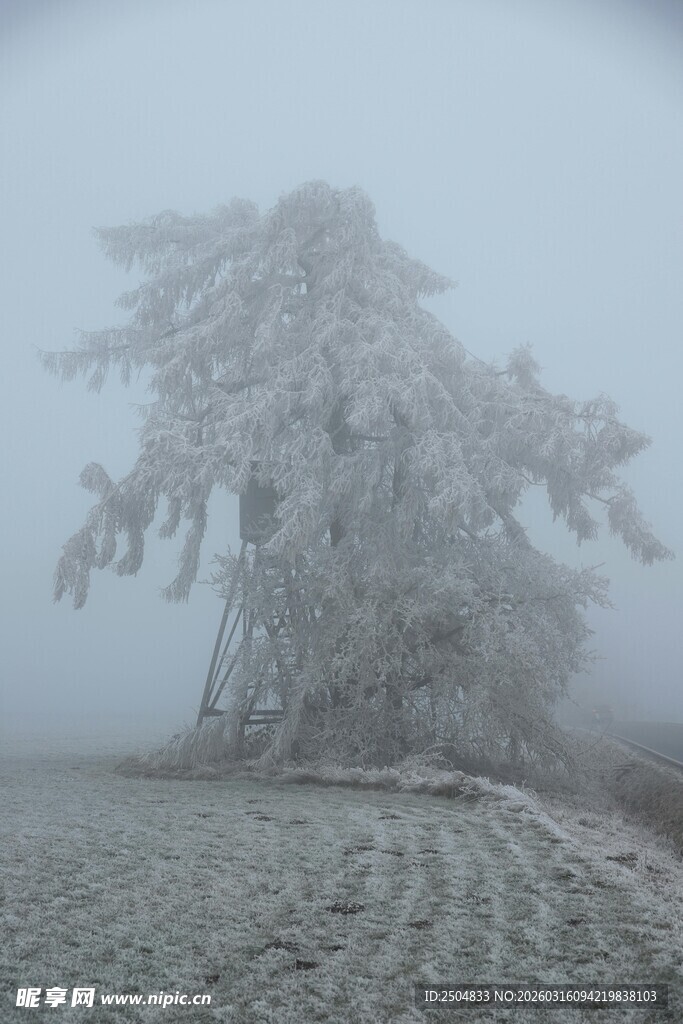 雾凇覆盖的孤树