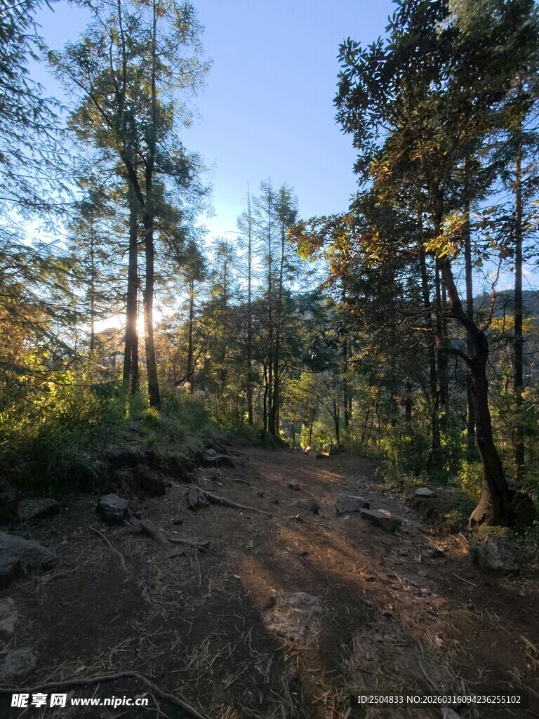 林间小道的自然美景
