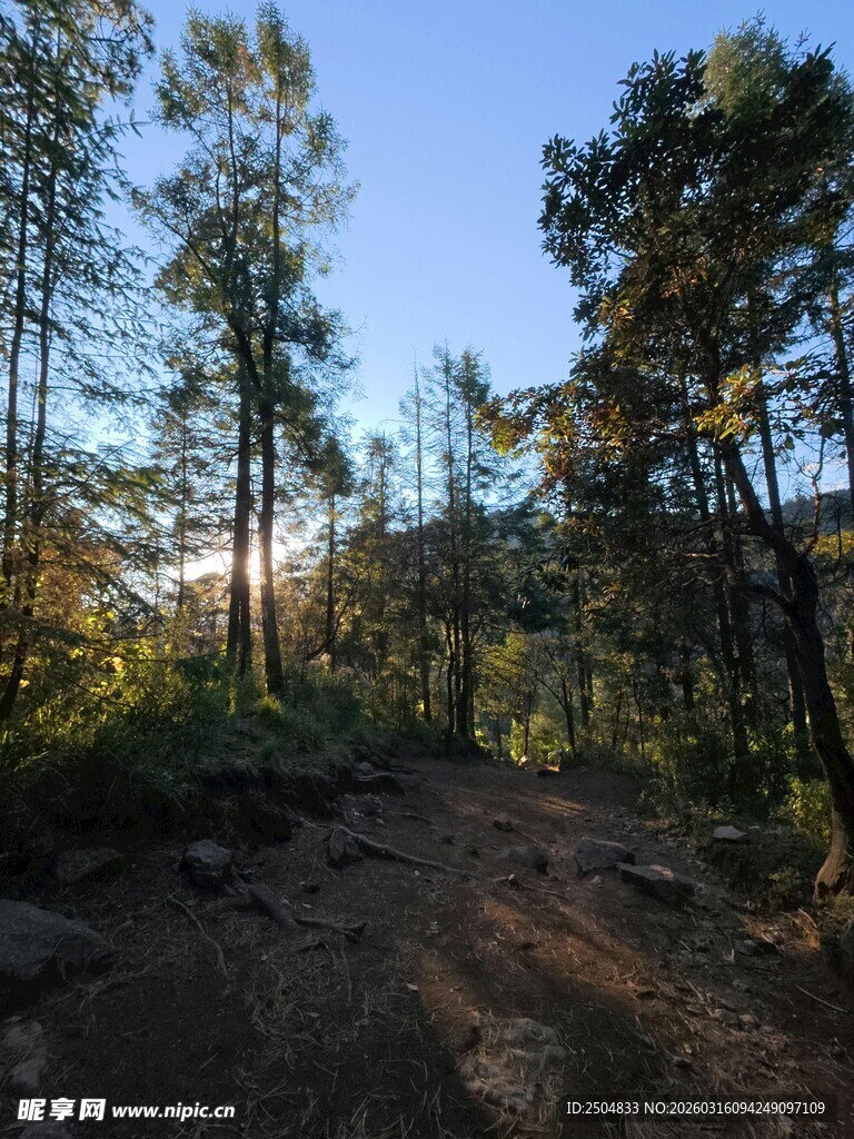 林间小道 阳光洒落的静谧