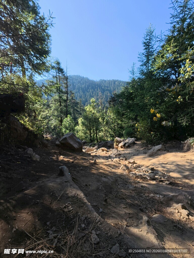 山间小径 绿意盎然之路