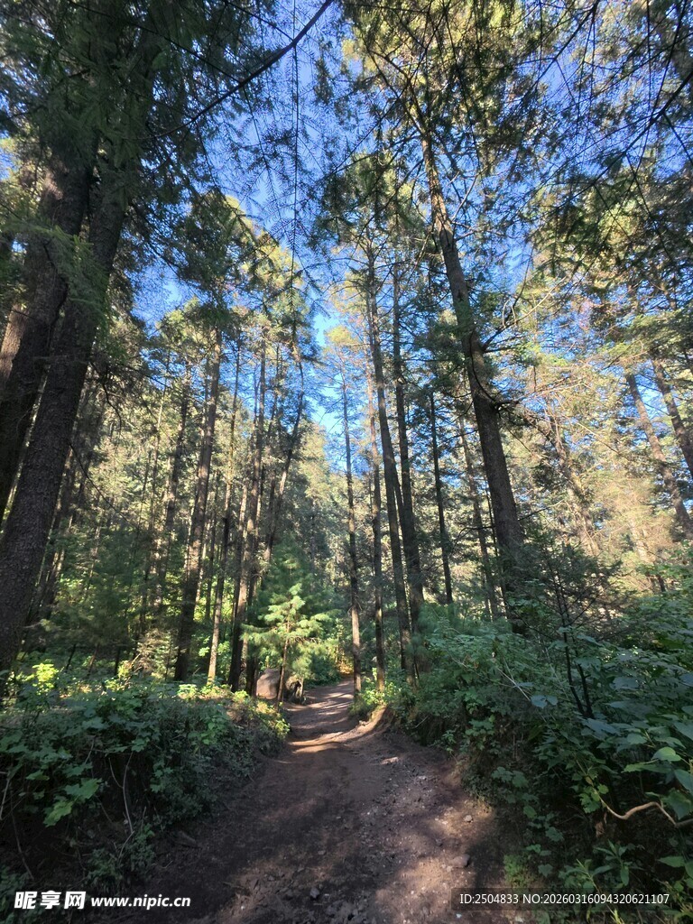 林间小径 邂逅自然之美