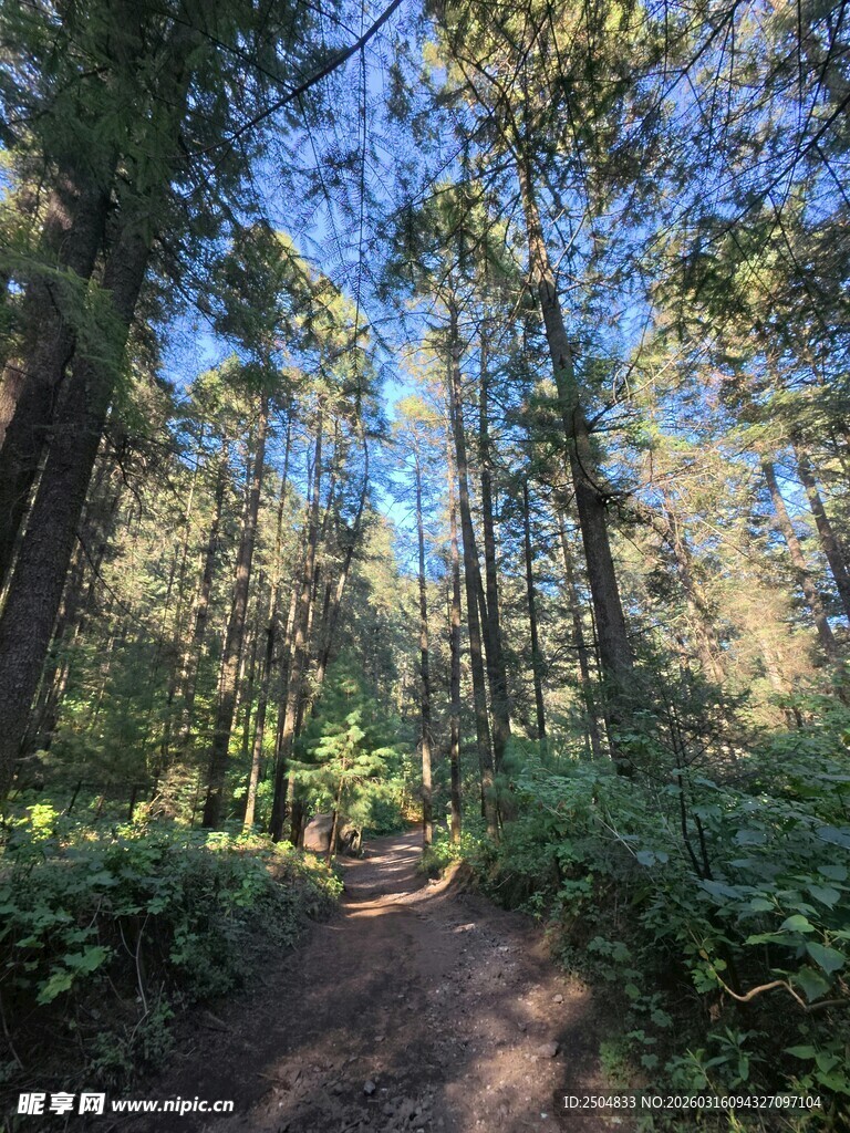 林间小径 畅享自然之美