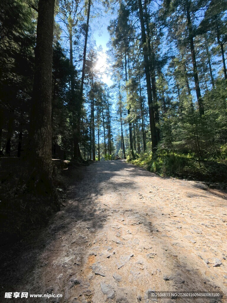 林间阳光小道 静谧自然景