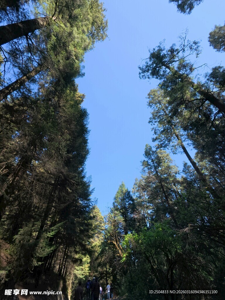 林间蓝天 静谧森林美景