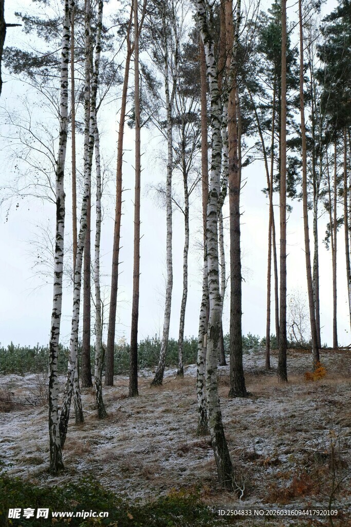 冬日白桦林景观