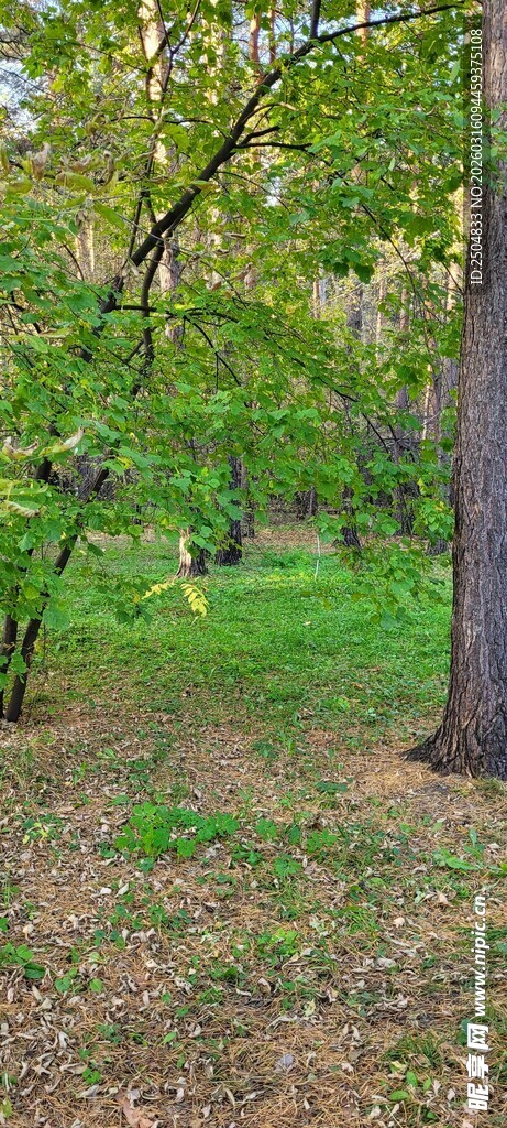 春日林间草地景色