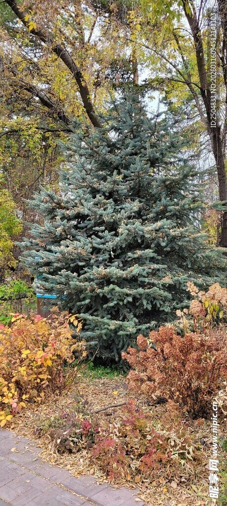 秋日林间多彩植物景观