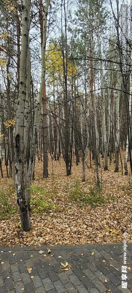 秋日森林中的树木景象