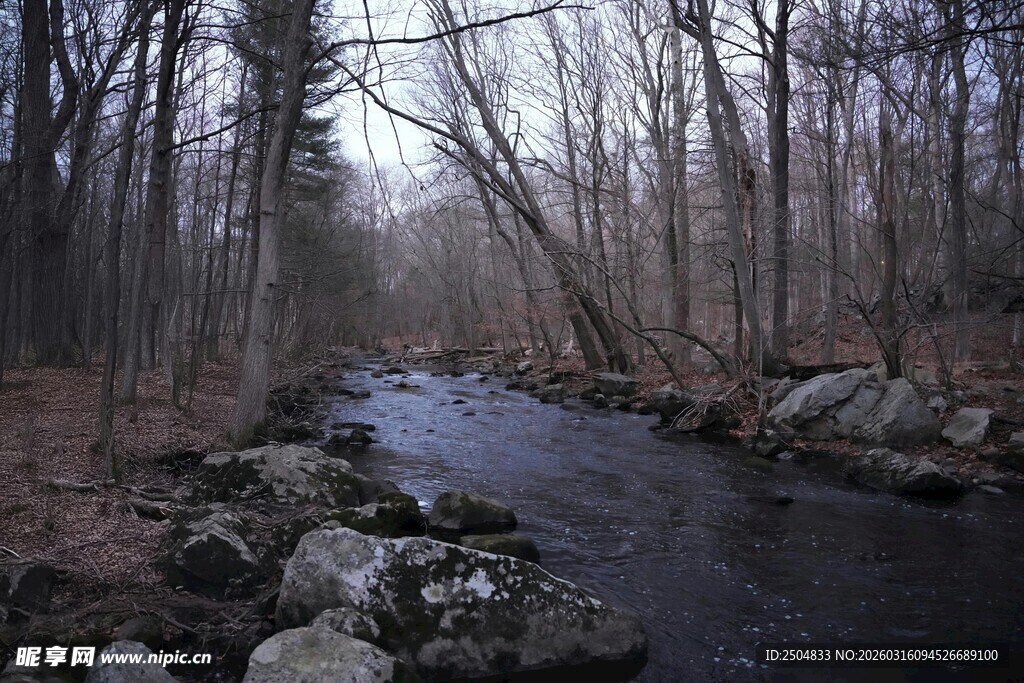 冬日林间潺潺溪流