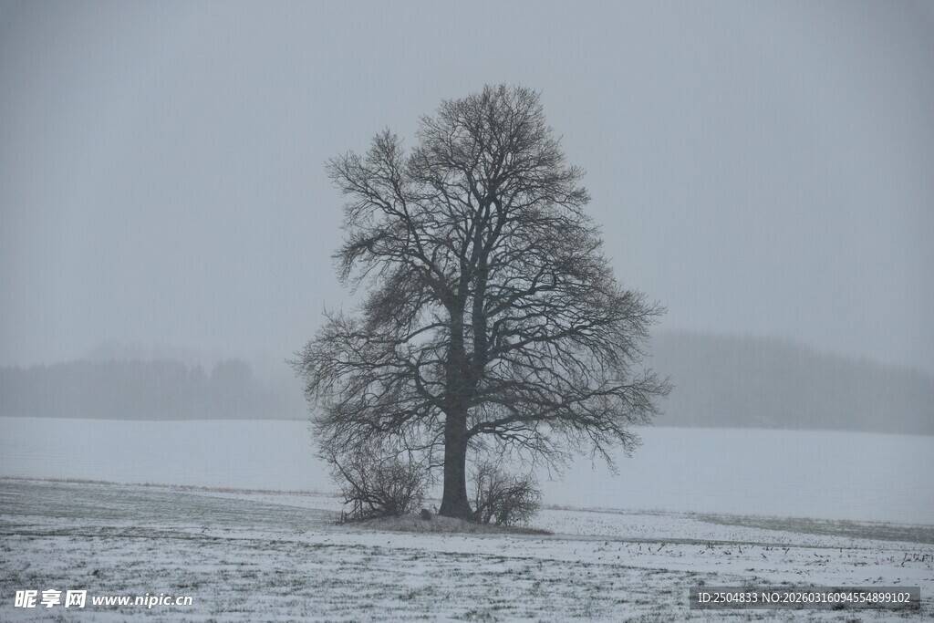 雪野中的孤独树木