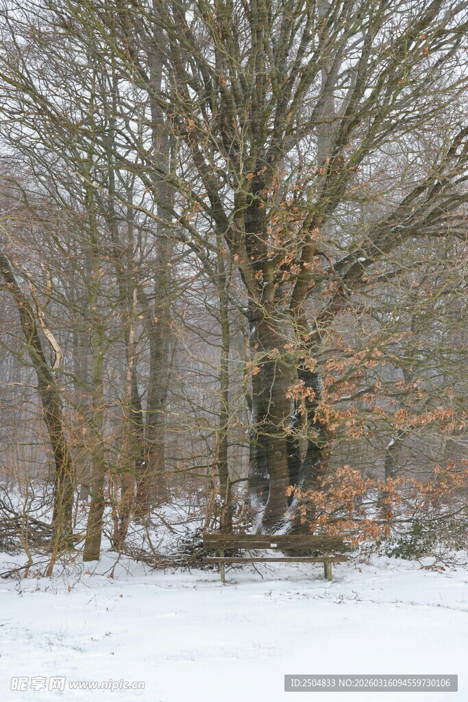 冬日雪林老树景观