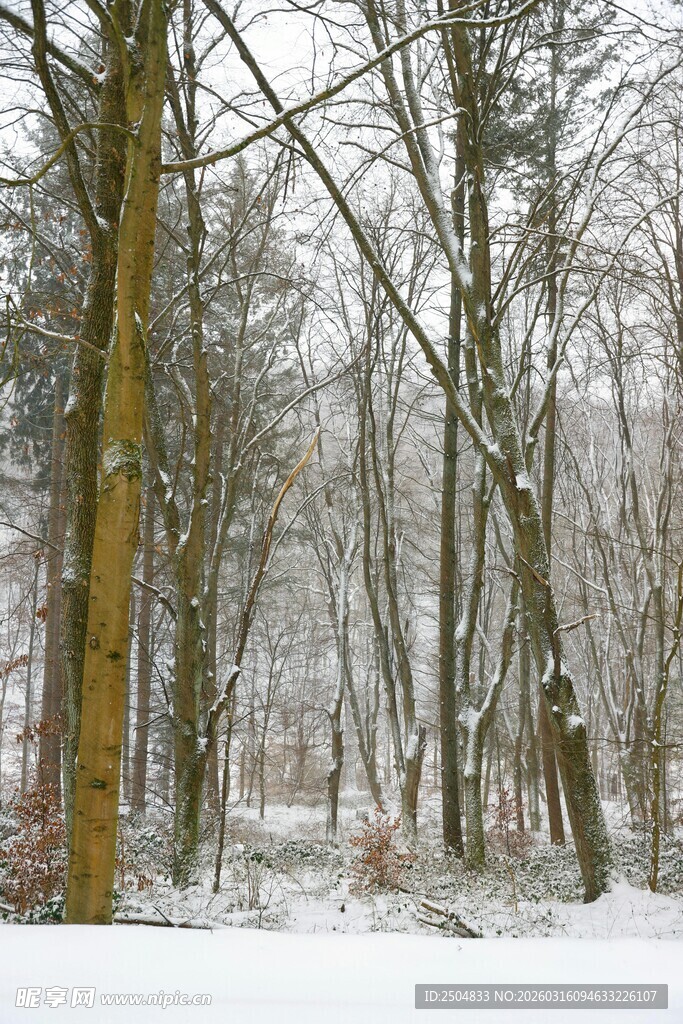 冬日雪覆树林美景