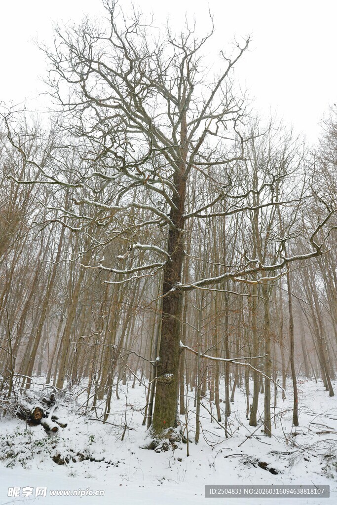 冬日雪林枯树景观