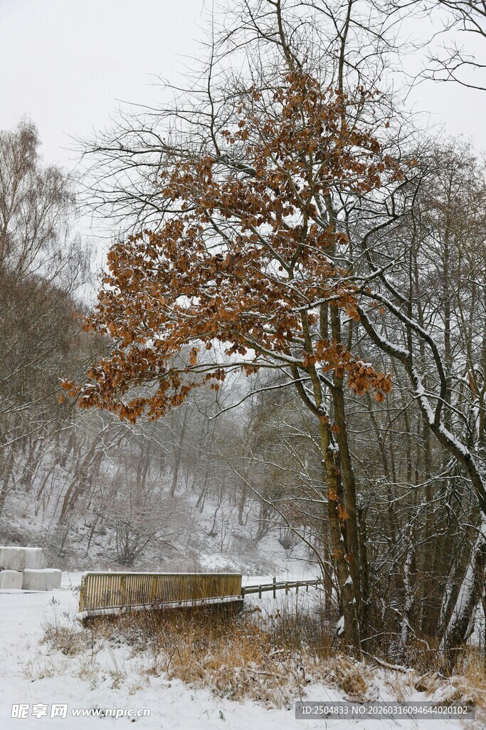 冬日雪林旁的长椅与树木