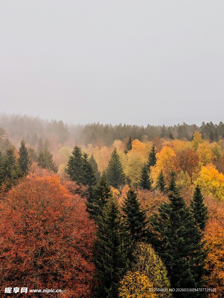 秋日多彩森林美景