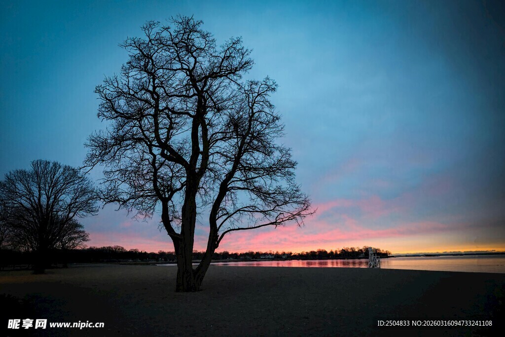 黄昏旷野中的孤独树木