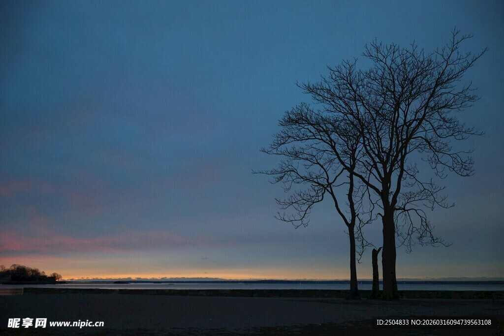 黄昏旷野中的孤独树木
