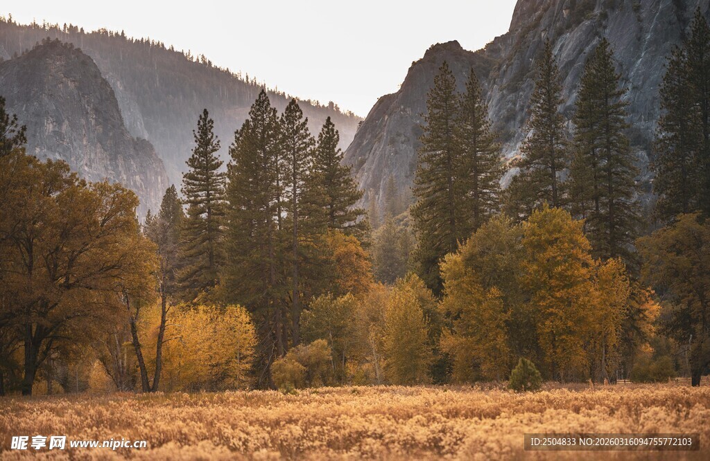 秋日山谷中的树林与草地