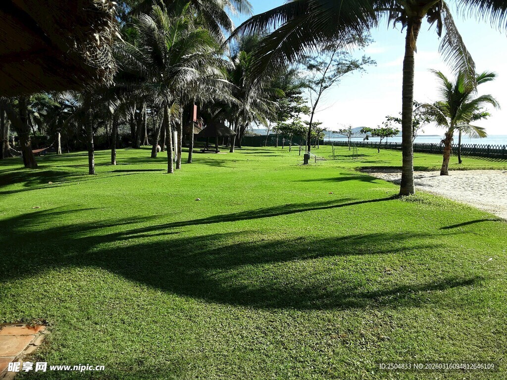 海滨绿草地与棕榈树美景
