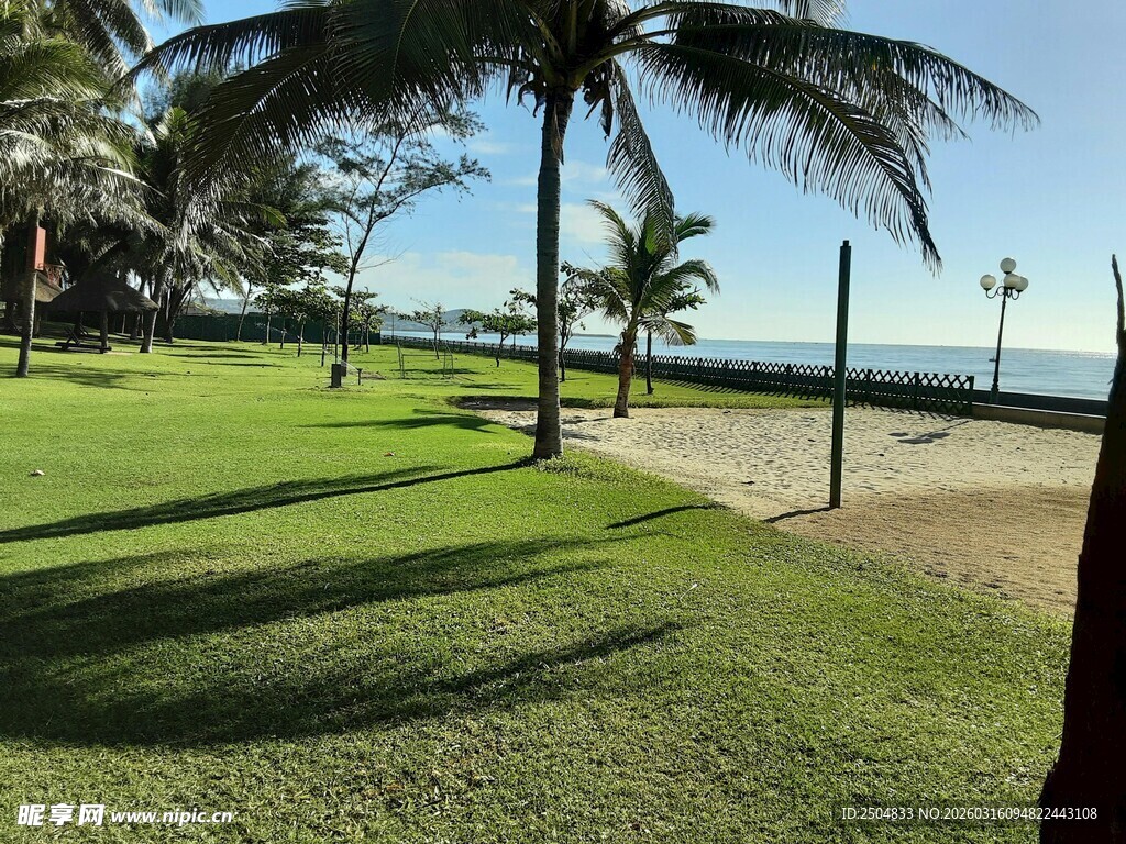 海滨草地与棕榈树美景