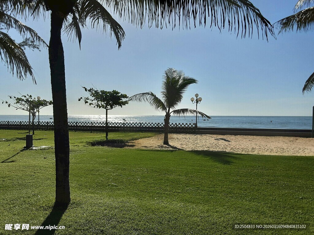 海滨草地与棕榈树美景