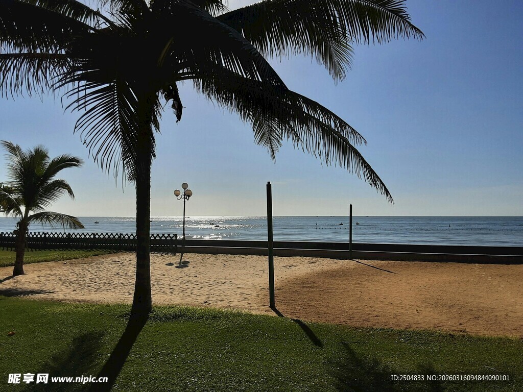海滨椰树美景