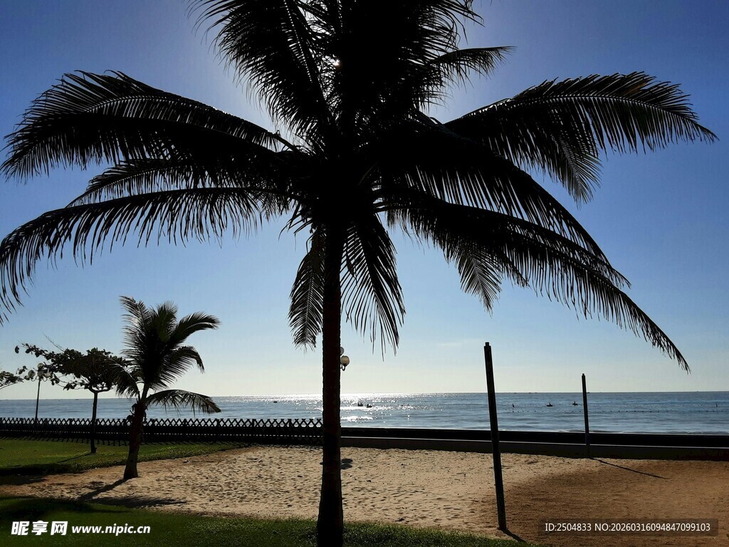 海边椰树美景