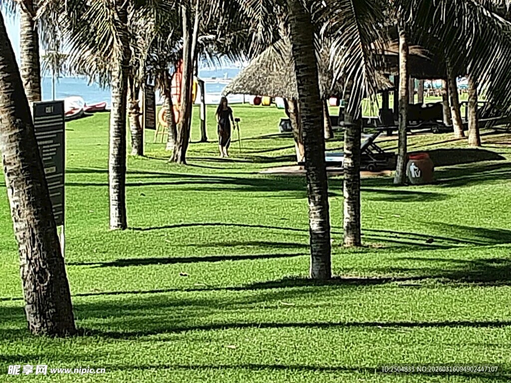 阳光草地旁的棕榈树景观