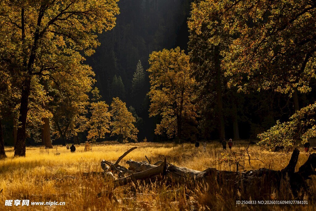 阳光照耀下的静谧林间草地