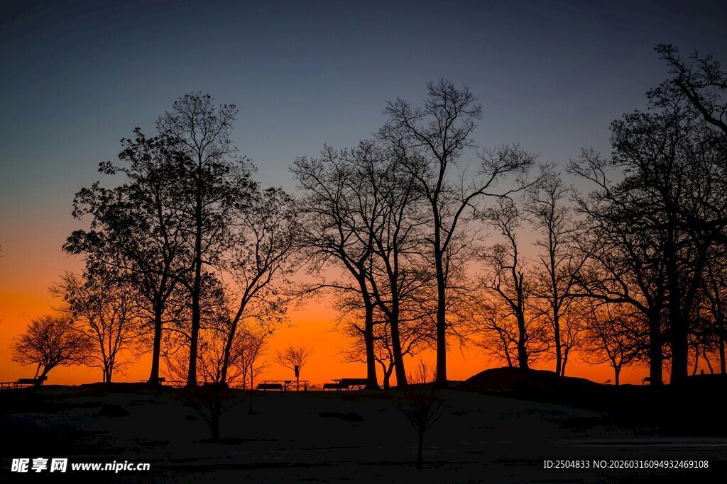 夕阳下的树木剪影