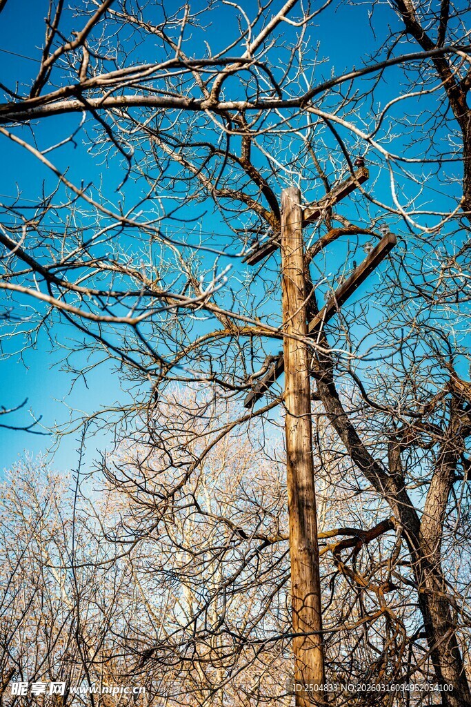 冬日枯树蓝天景象