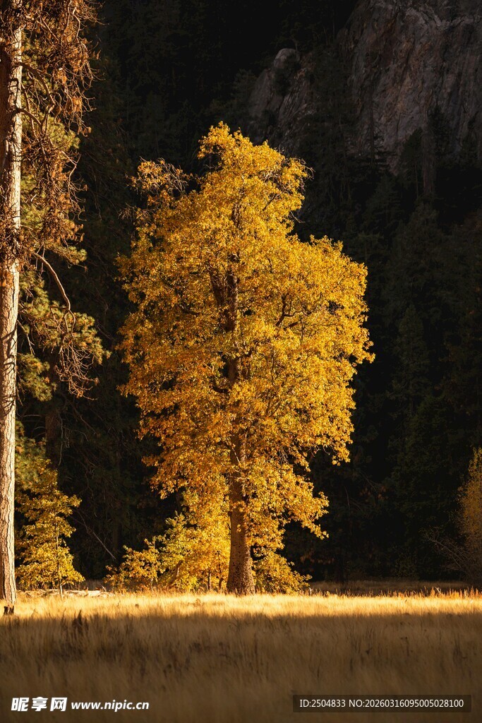 秋日湖畔金黄树木美景