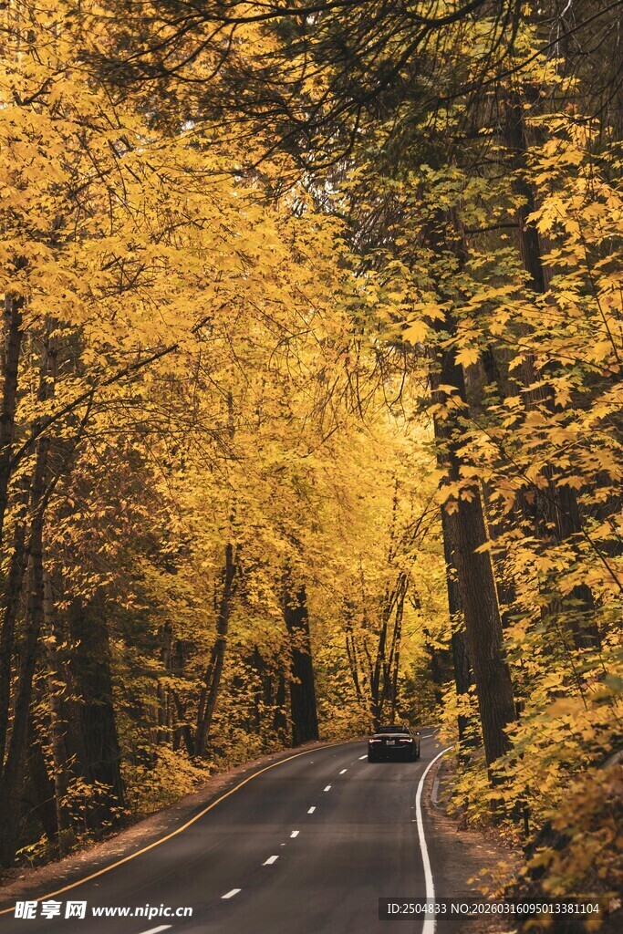 秋日林间公路的美丽景象