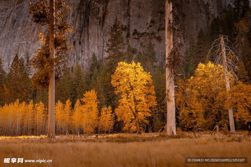 秋日山林中的壮丽景致