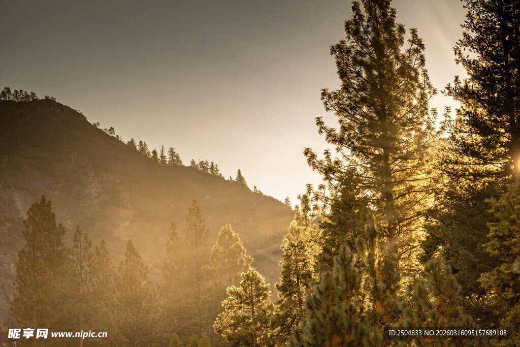 山林晨光中的树木美景
