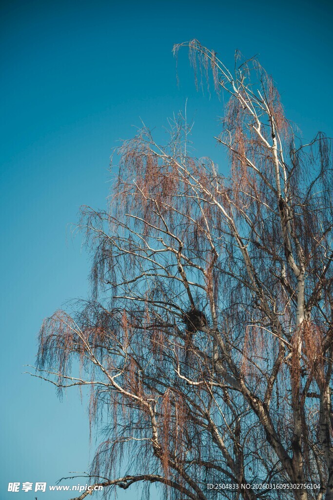 蓝天映衬下的枯树
