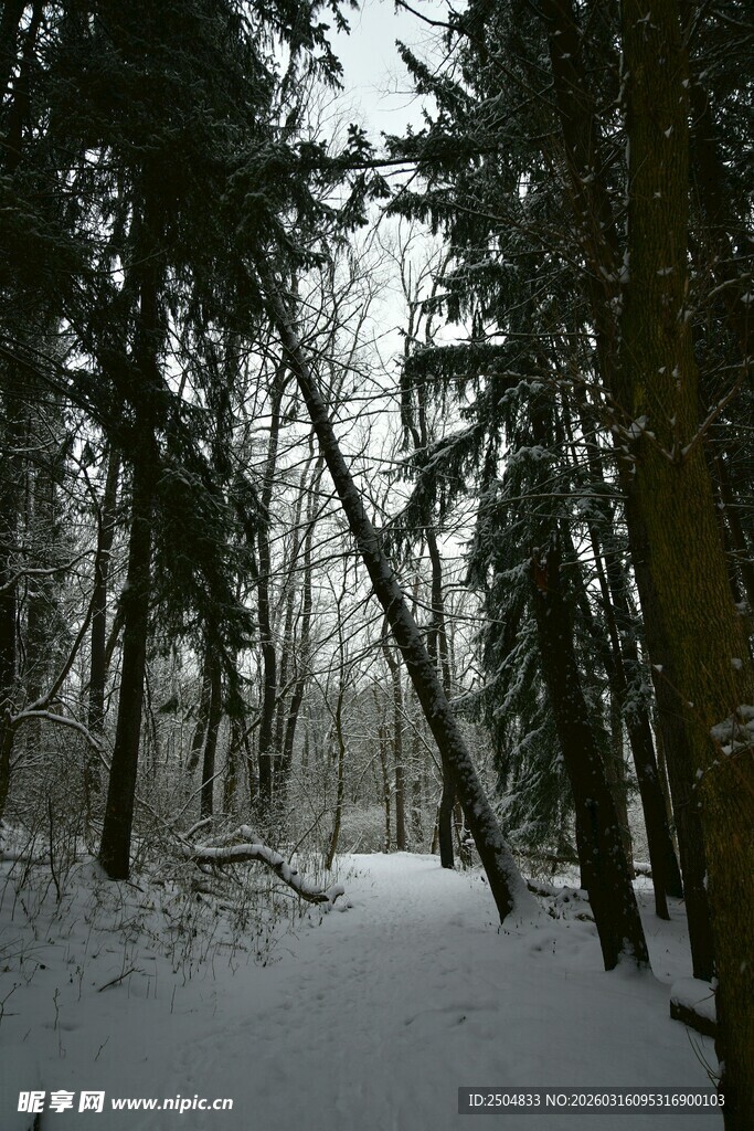 冬日雪覆森林静谧小道