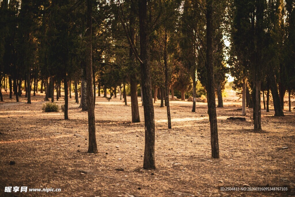 静谧树林 阳光洒落林间