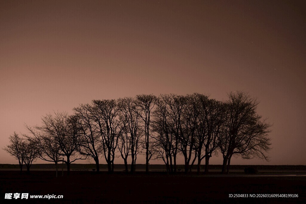 黄昏下的树木剪影