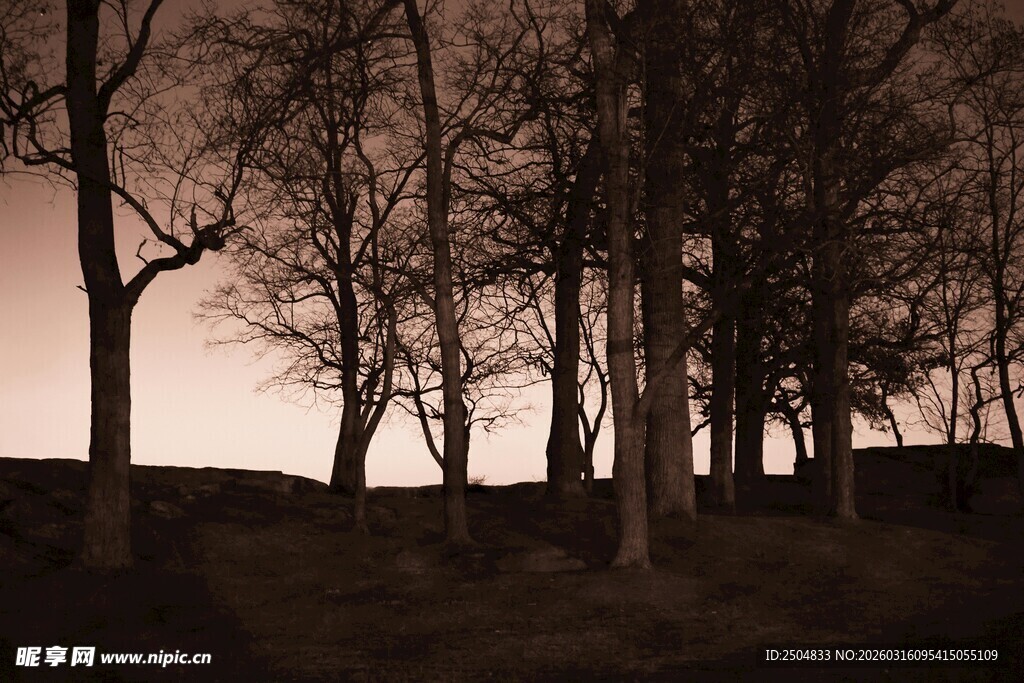 黄昏下的树林剪影