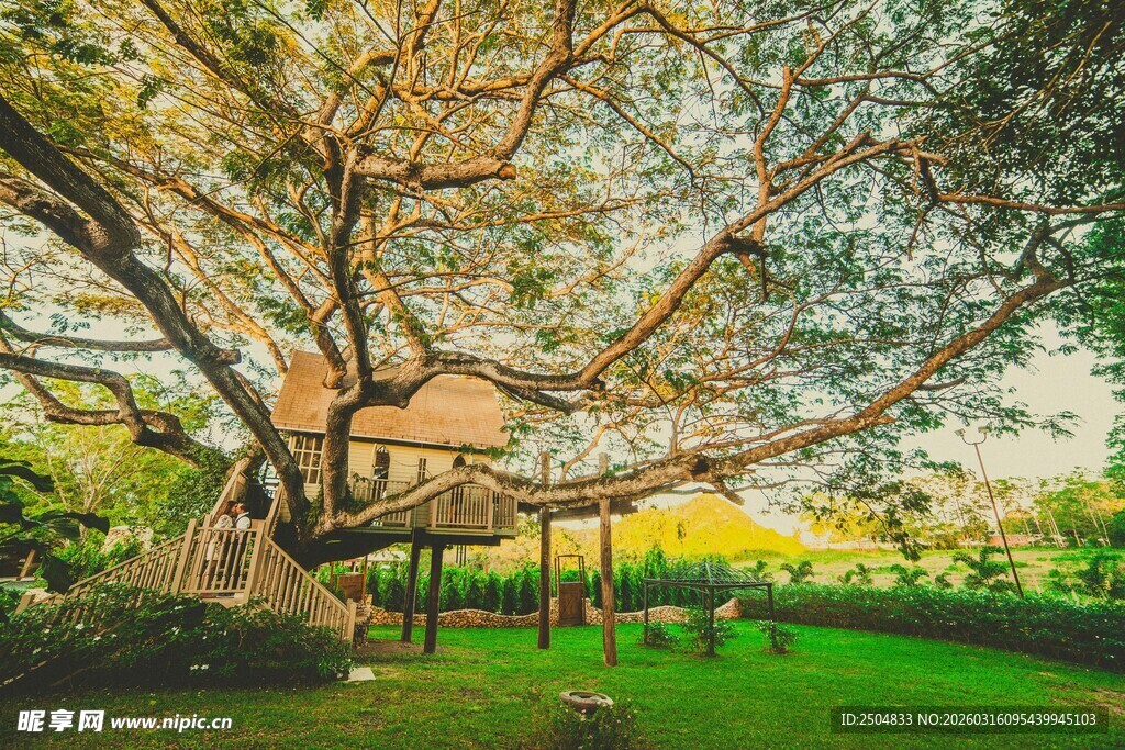 大树下的温馨木质树屋
