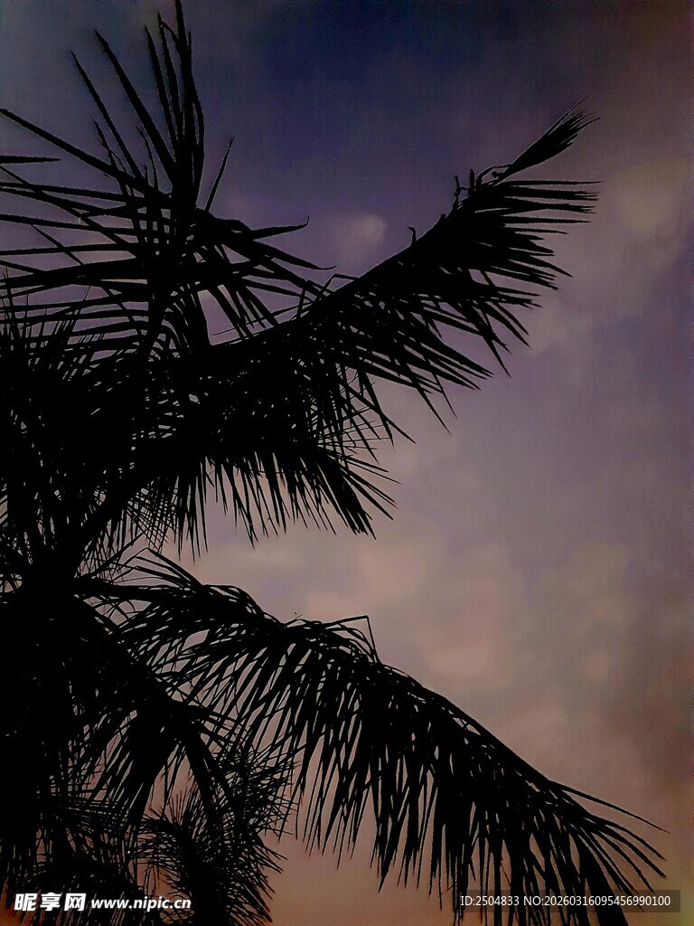 夕阳下的棕榈树枝剪影