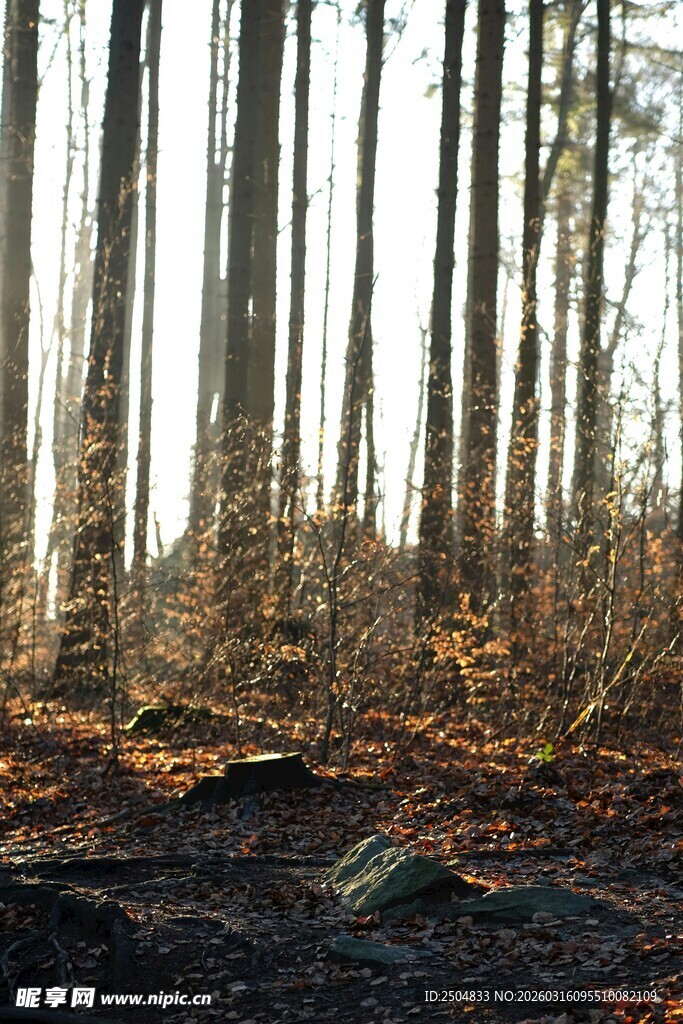 秋日森林的静谧景致