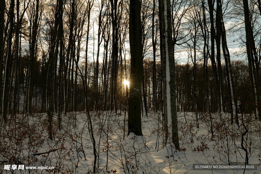 冬日林间雪景 阳光洒落