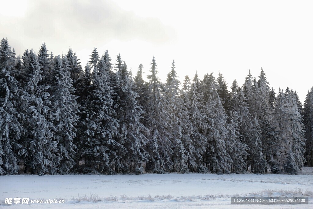 冬日雪覆松林美景