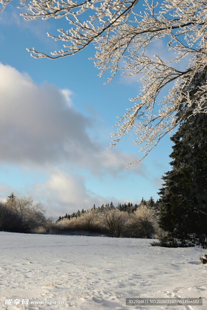 冬日雪景 枝头覆雪的美景